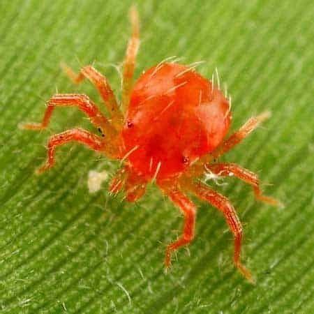 Red-spider-mite-control-from-Pleveys-in-Doncaster