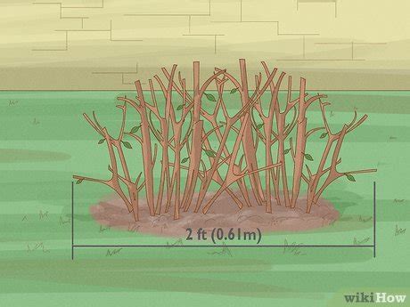 How to Prune an Azalea: Rules, Tools & Steps