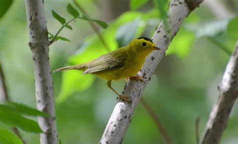 Songbirds Shift Migration Patterns to Sync with Warming | Scientific ...