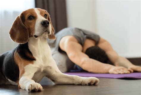 Dog Yoga - How Doga Works and Why It's Actually Awesome | PawLeaks