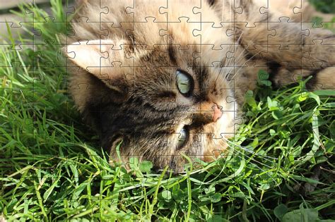 Jigsaw Puzzles of Cats | Free Online Jigsaw Puzzle Game 21 - Cat with Gorgeous Eyes