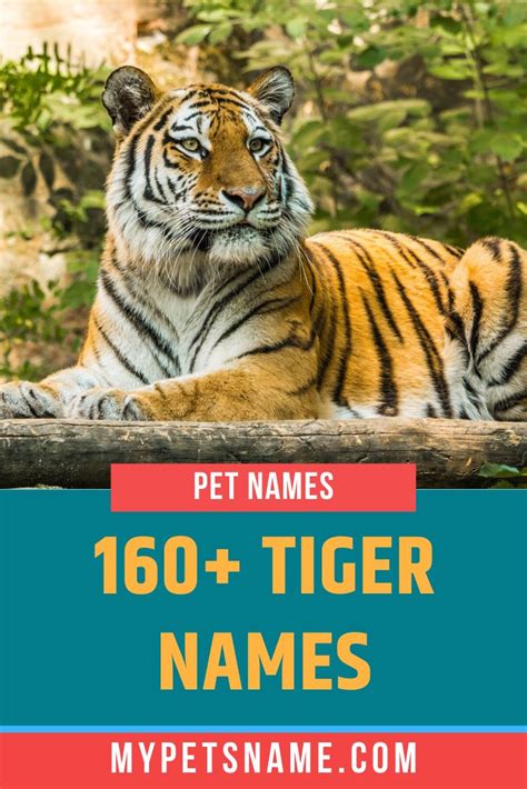 Tiger Names | Pet names, Zoo animals names, Tiger