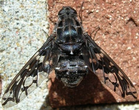 Bug Pictures: Tiger Bee Fly (Xenox tigrinus) by kropit