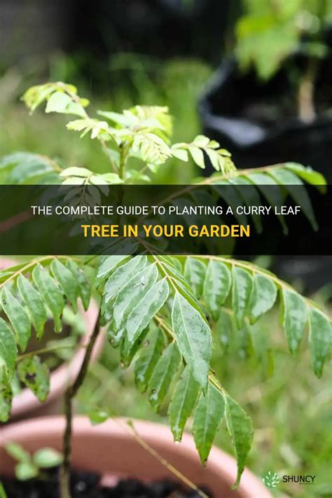 The Complete Guide To Planting A Curry Leaf Tree In Your Garden | ShunCy