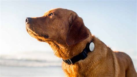 Meilleurs Collier GPS pour chien - Top des colliers connectés