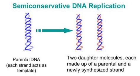 Why Is Dna Replication Called a Semi-conservative Process - Roselyn-has-Downs