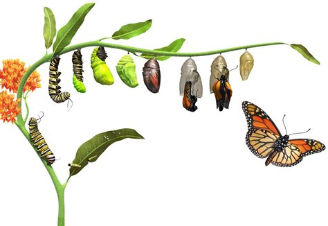 Butterfly Life Cycle | Caterpillar to Butterfly | DK Find Out