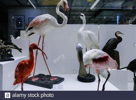 Darwin museum art gallery hi-res stock photography and images - Alamy