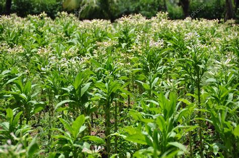 Tobacco farming — Stock Photo © ARTEKI #3862744