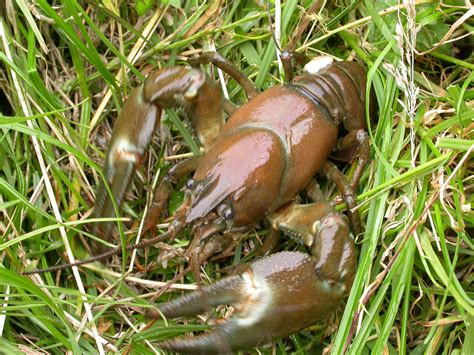 Catching & Preparing Crayfish using Pots and Traps UK