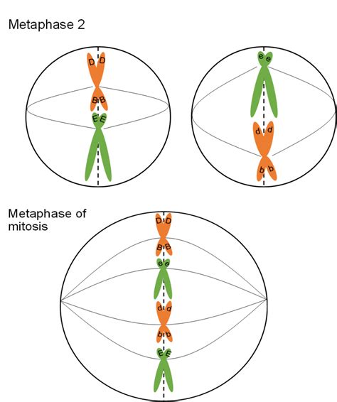 1.1: Mitosis and Meiosis - Biology LibreTexts