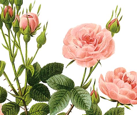 Free Victorian Rose Pictures, Download Free Victorian Rose Pictures png ...