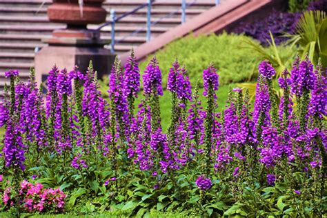 Flowerbed with Blooming Lavender · Free Stock Photo