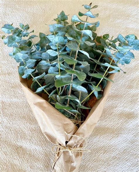 Fresh Eucalyptus Bunch Aromatic Scent Eucalyptus Bouquet | Etsy