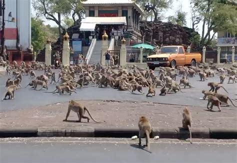 Starving monkey 'gangs' battle in Thailand as coronavirus keeps tourists away | Live Science