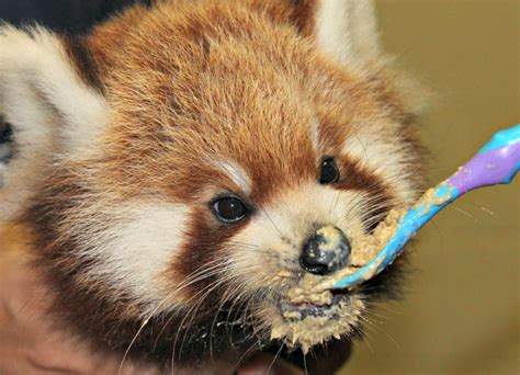 Feeding Time for Red Panda Cubs - ZooBorns