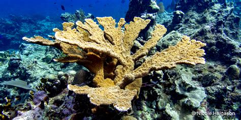 Basic Caribbean Coral Identification Part I: Hard Corals • Scuba Diver Life