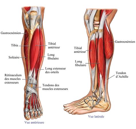 anatomie,jambe,muscles,tendons | Dessins | Pinterest | Anatomie pied, Plat et Pieds