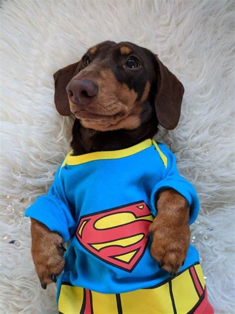 15 Dachshunds In Funny Costumes, Enjoying Life With Rapture | Funny ...