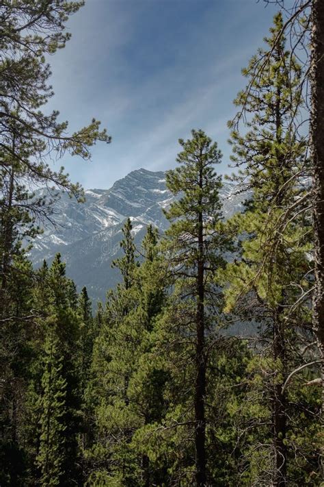 Scenic Landscape Featuring a Group of Snow-covered Trees with a Majestic Mountain Backdrop Stock ...