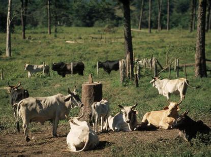 Benefits - Deforestation in Rainforest