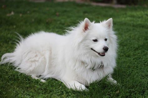 Eskimo Dog Dog Breed Complete Guide | AZ Animals