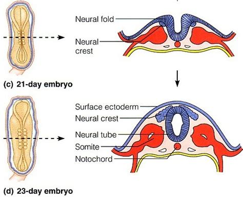 Neural development | The A Level Biologist - Your Hub