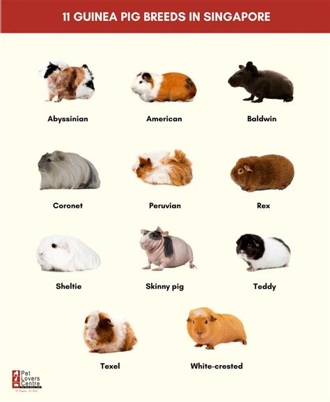 types of guinea pigs - Designsbydebbiedixieblog