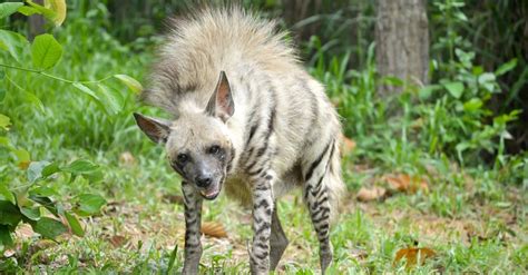 Striped Hyena Pictures - AZ Animals