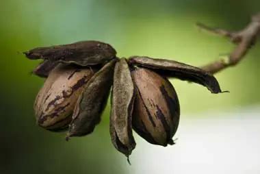 Pecan State Nut | State Symbols USA