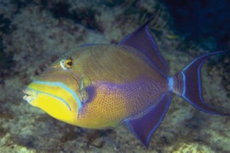 Queen Triggerfish Information and Picture | Sea Animals