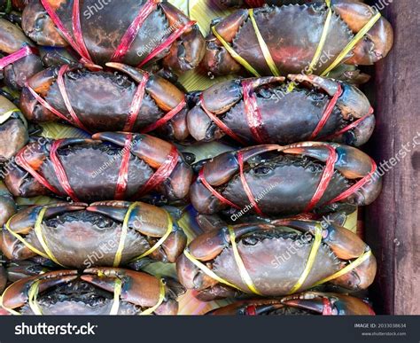 Scylla Serrata Serrated Mud Crab Stock Photo 2033038634 | Shutterstock