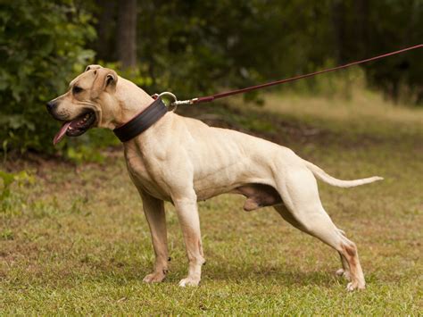 American Pit Bull Terrier Color Chart - American Dog Breeders Assoc.