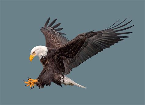 Florida vs. Minnesota: Which Has More Bald Eagles Roaming Its Skies? - A-Z Animals