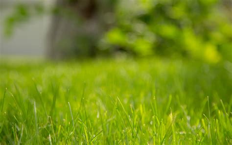 Lawn Care Tips – Mowing • Peace of Mind Tick Control and Landscape ...