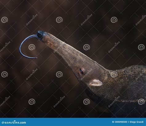 Giant Anteater tongue stock photo. Image of brazil, species - 300098508