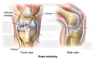 Knee ligaments Diagram | Quizlet