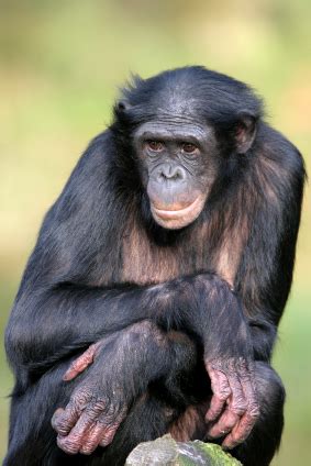 Bonobo Facts | Is a Bonobo a Chimpanzee? | Endangered Animals