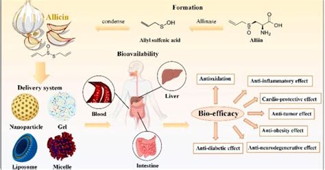 Allicin Health : Uses, Benefits, Side Effects, best Dosage, Precautions Health 2024