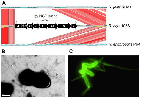 R. equi pilus locus ( rpl ). (A) The 9 Kb rpl HGT island (REQ18350-430)... | Download Scientific ...