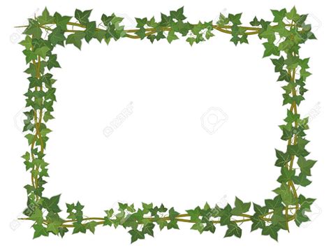 Holly Ivy Border