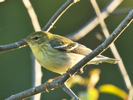 Pine Warbler, Identification, All About Birds - Cornell Lab of Ornithology