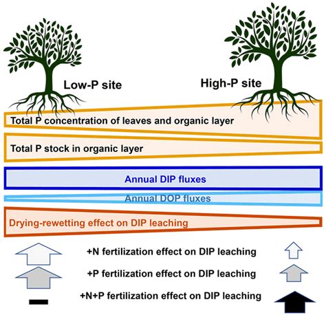 BG - Leaching of inorganic and organic phosphorus and nitrogen in ...