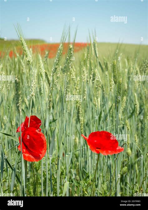 Rye with field flowers Stock Photo - Alamy