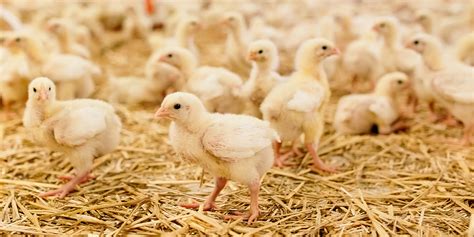 Improve Broiler Production by Boosting Immune Response with Trace ...