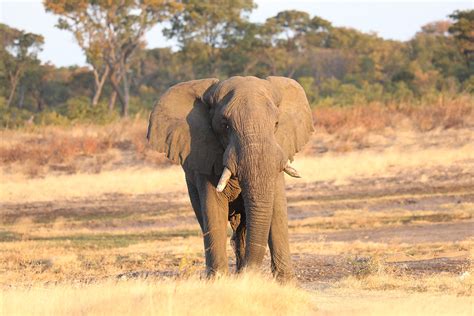 How The Truth On Community Wildlife Conservation In Namibia Is Twisted - Conservation Frontlines