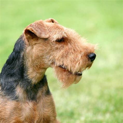 Welsh Terrier Dog Breed » Everything About Welsh Terrier