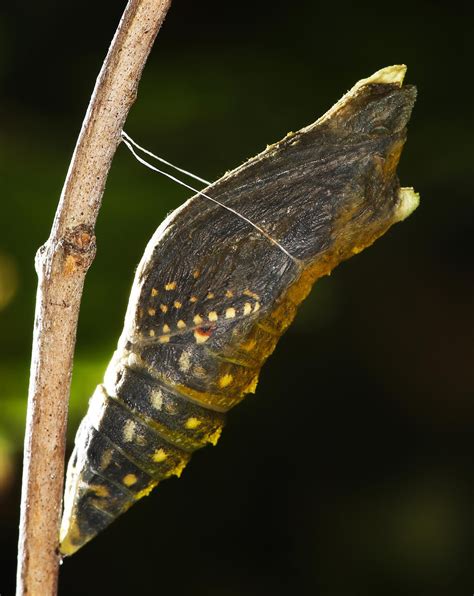 All of Nature: Black Swallowtail Butterfly Emerges