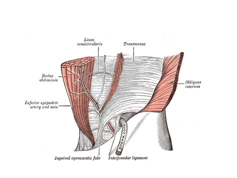 Surgical anatomy of inguinal hernia