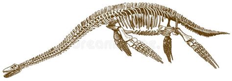 Engraving Illustration of Plesiosaurus Skeleton Stock Vector - Illustration of hand, paleozoic ...